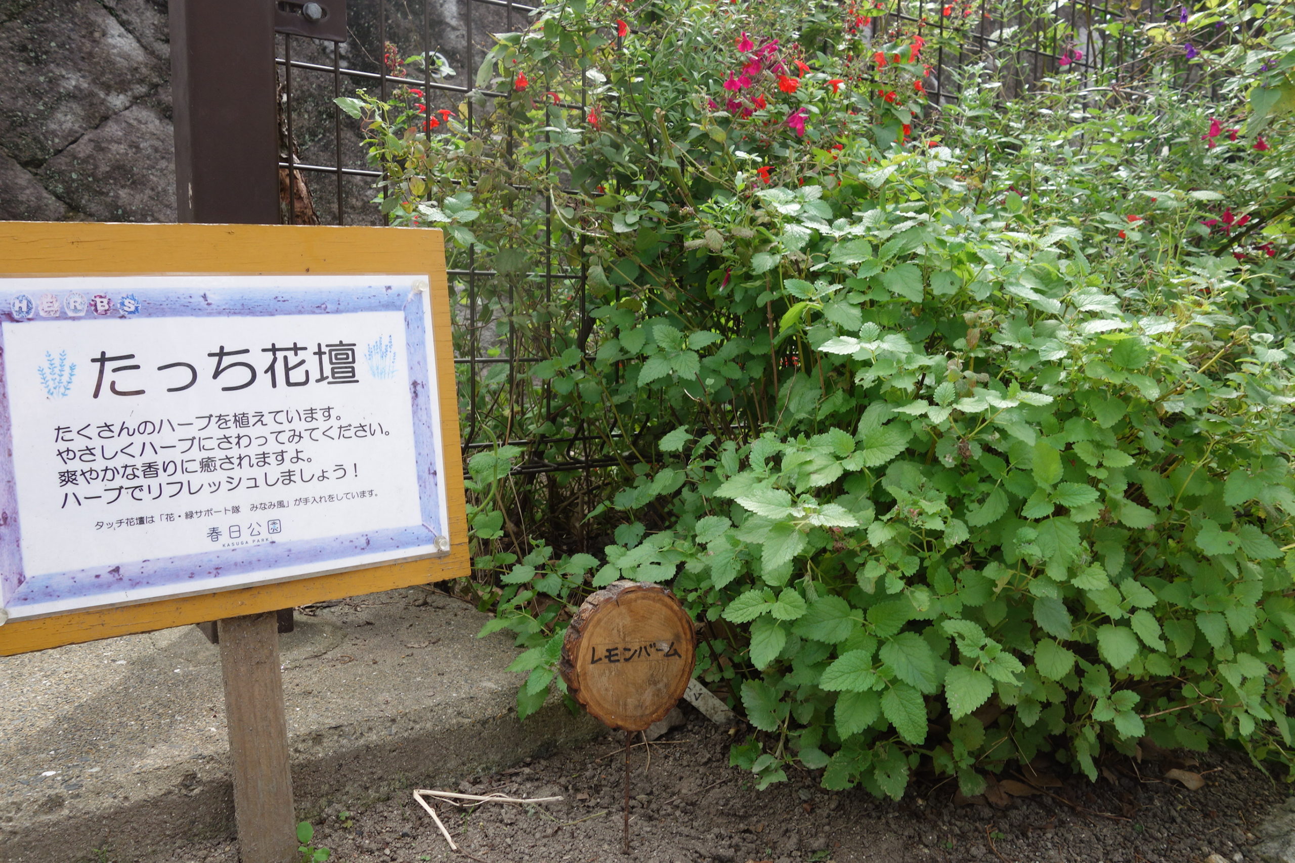 ハーブ植物の名前 福岡県営春日公園